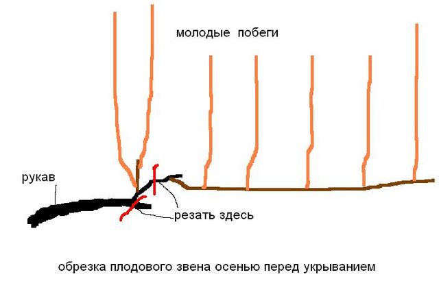 обрезка винограда осенью с фото обрезка винограда осенью с фото