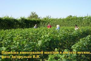 Поспели вишни в саду. Поспели вишни в саду.