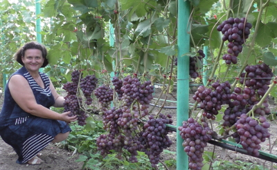 Виноград Пузенко